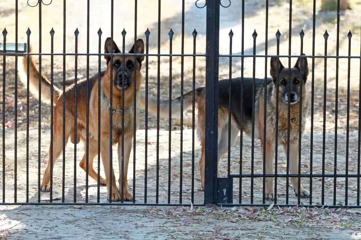 Are German Shepherds Good Guard Dogs? (And How to Train Them) World