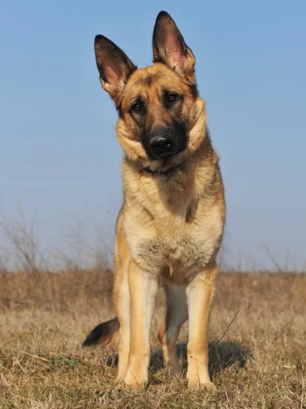 Are German Shepherds Good With Babies? A Parent's Guide World of Dogz