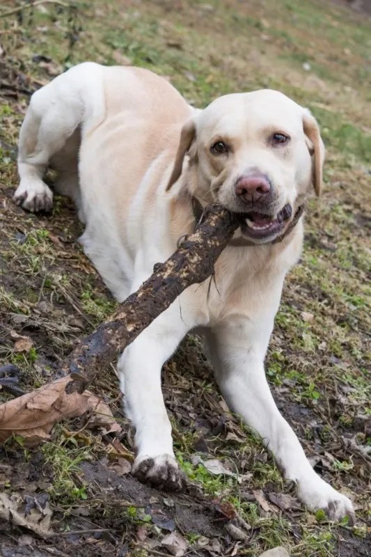 Why Do Lab Puppies Eat Poop