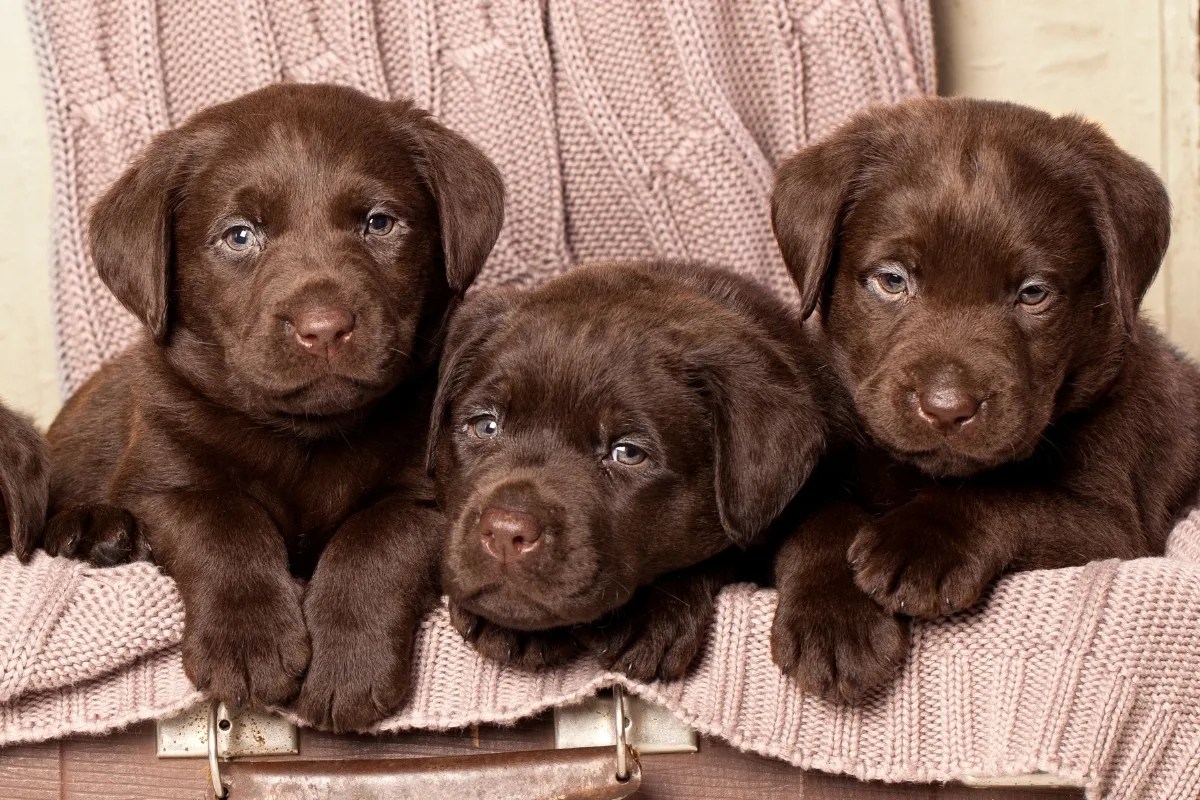 How To Train A Labrador Retriever Puppy Milestone Timeline American