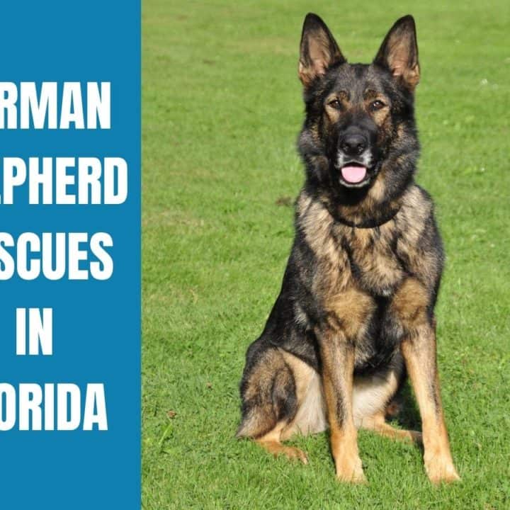 6 German Shepherd Rescues in Florida (2022 Update) World of Dogz