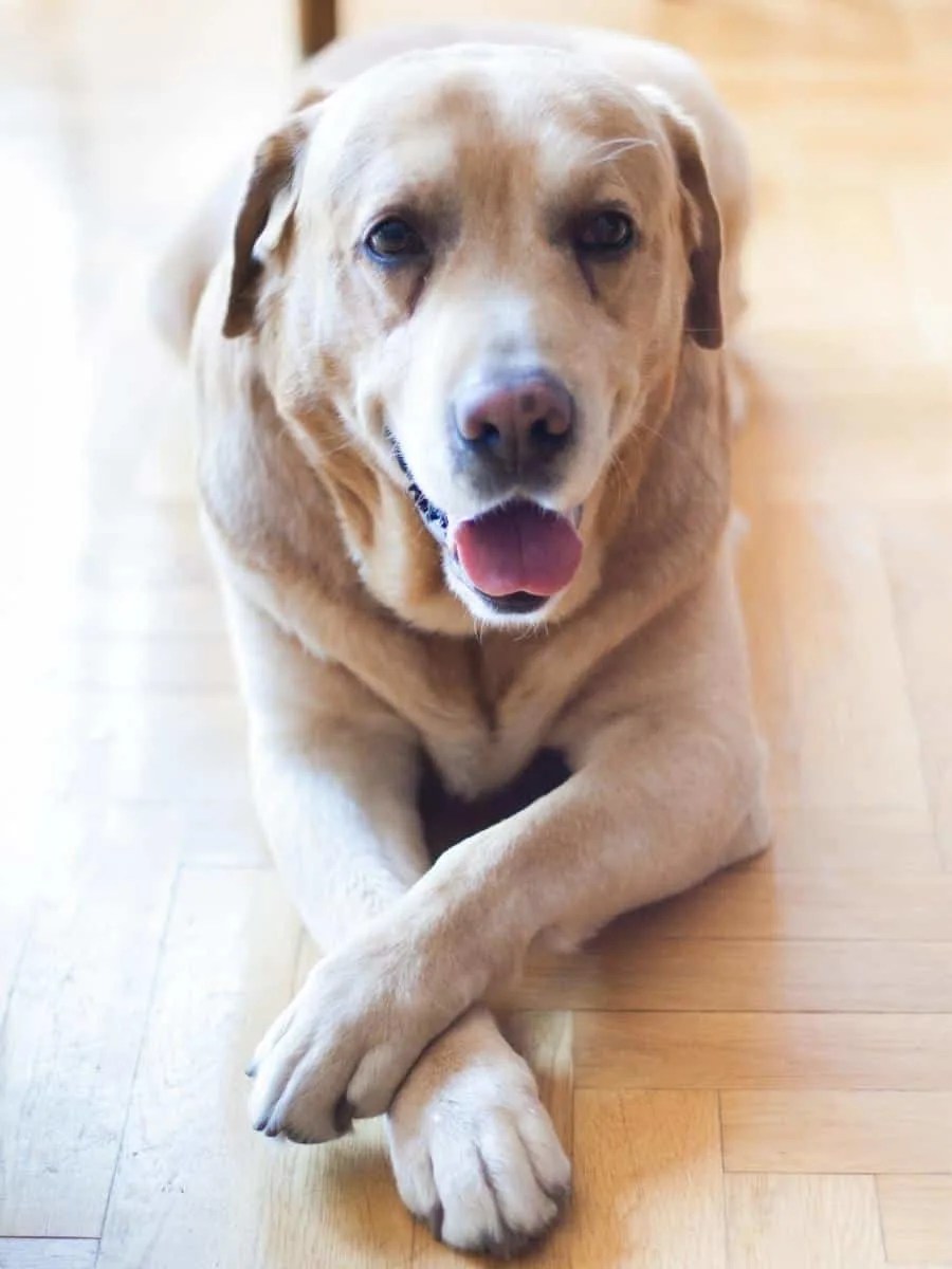 How Long Can Labrador Be Left Alone For