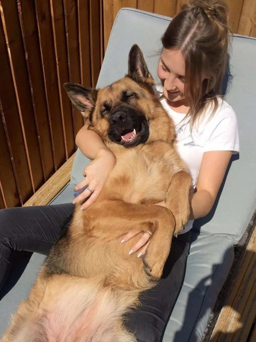 Are German Shepherds Ok In Hot Weather