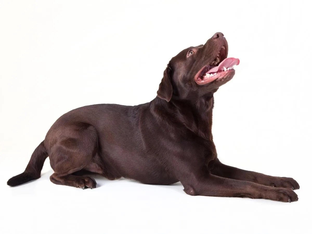 7 Easy Ways To Train a 1 Year Old Labrador World of Dogz