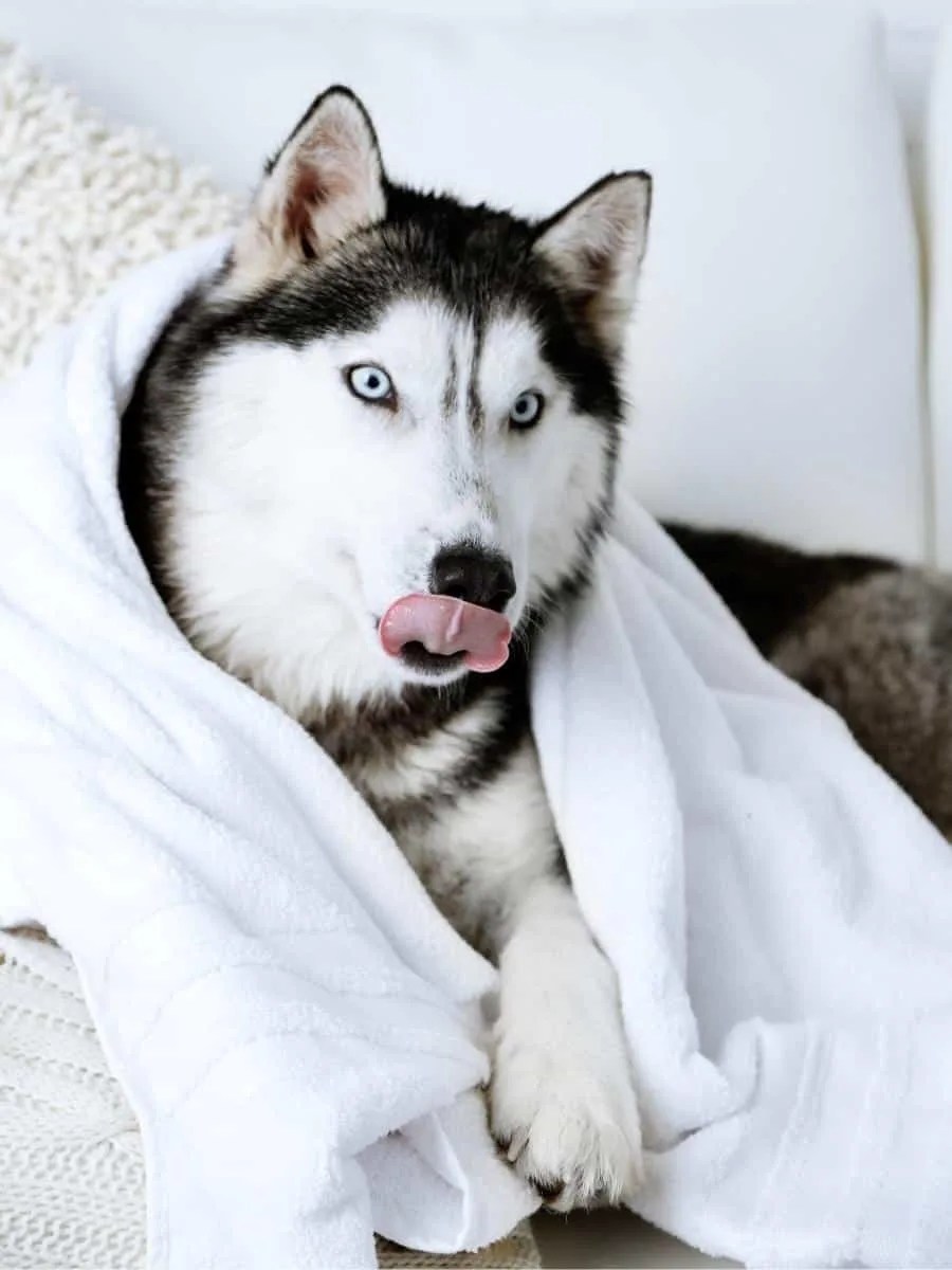 Husky Shedding Like Crazy? Here’s How To Reduce Husky Shedding World
