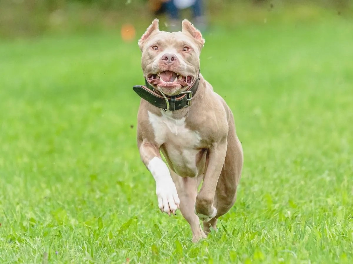 How Much Exercise Do Pitbulls Need A Day