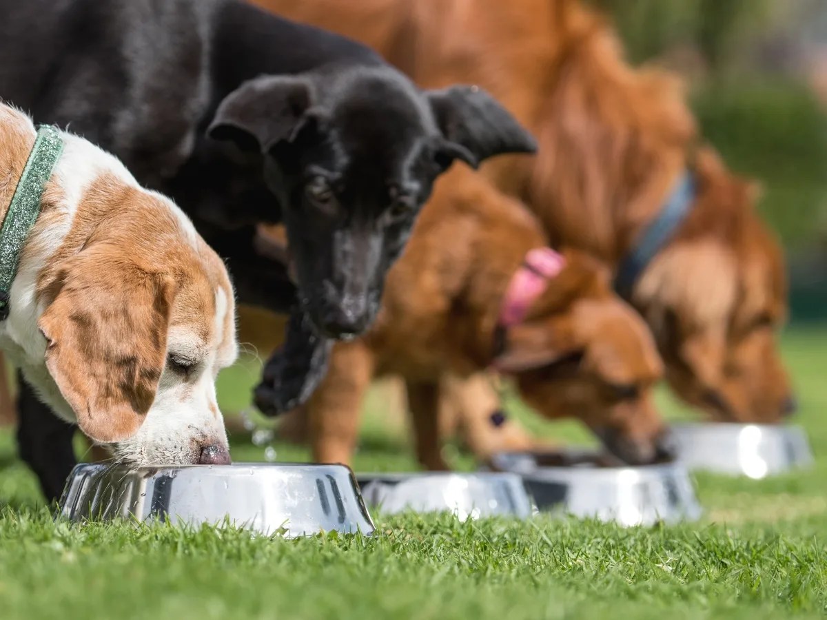 7 Easy Ways To Keep Birds From Eating Dog Food World of Dogz