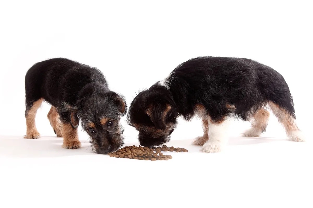 12 Pros and Cons of Free Feeding Your Dog What To Consider World of Dogz
