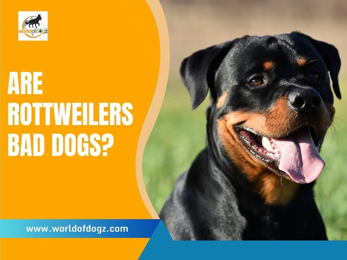 Are Rottweilers Bad Dogs? 7 Reasons NOT To Get a Rottweiler World of Dogz