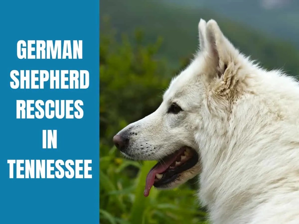 3 Best German Shepherd Rescues in Tennessee (2024 Update) World of Dogz