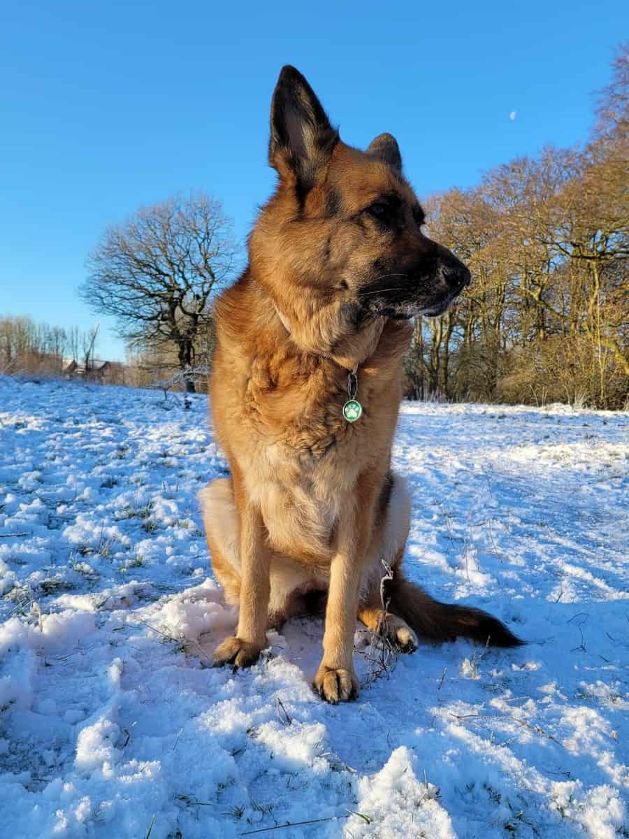 Do German Shepherds Get Cold? How Cold Can They Handle? World of Dogz