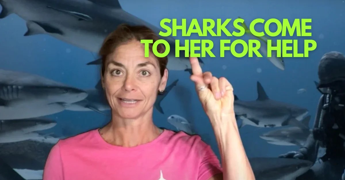 How Cristina Zenato Changed the Way We See Sharks Forever World of