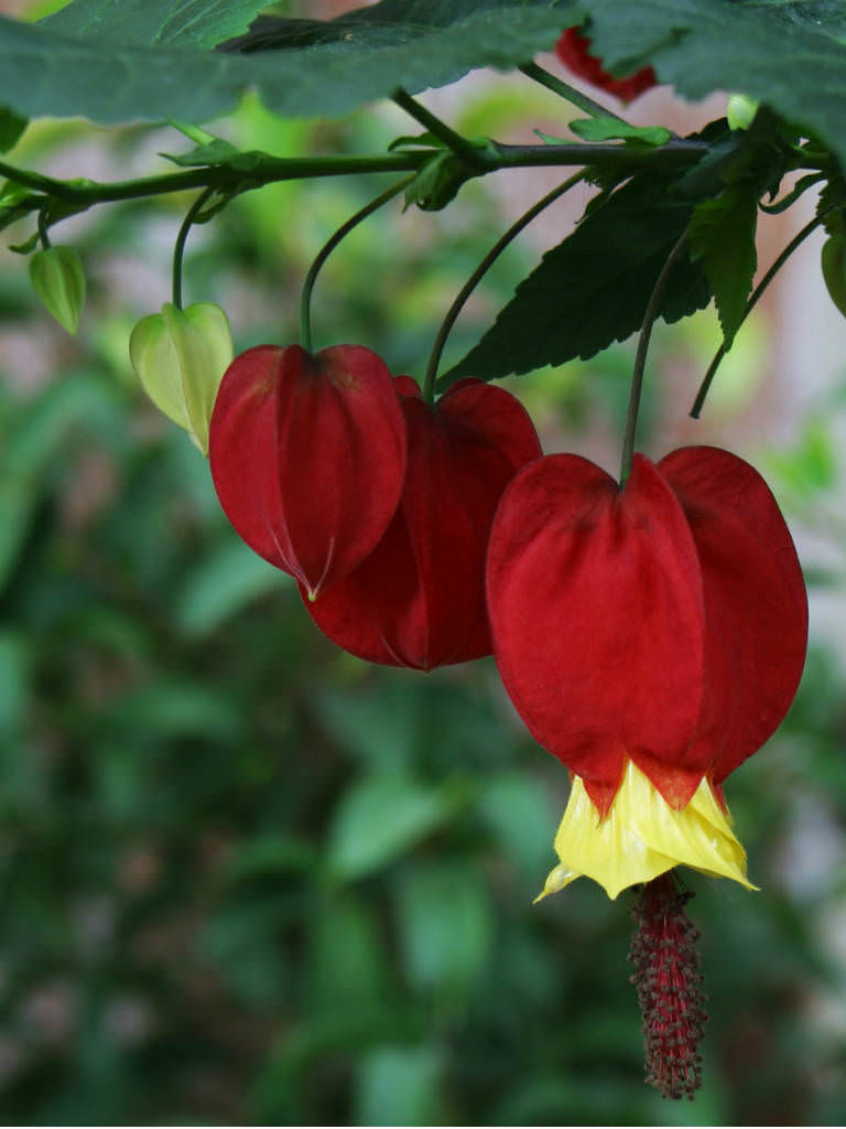 Abutilon megapotamicum Trailing Abutilon World of