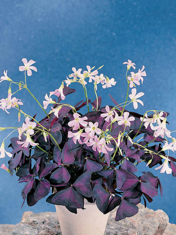 Oxalis triangularis (False Shamrock) World of Flowering Plants