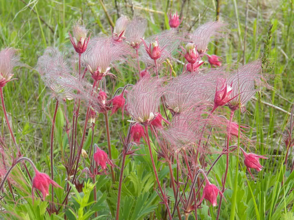 Geum triflorum (Prairie Smoke) World of Flowering Plants