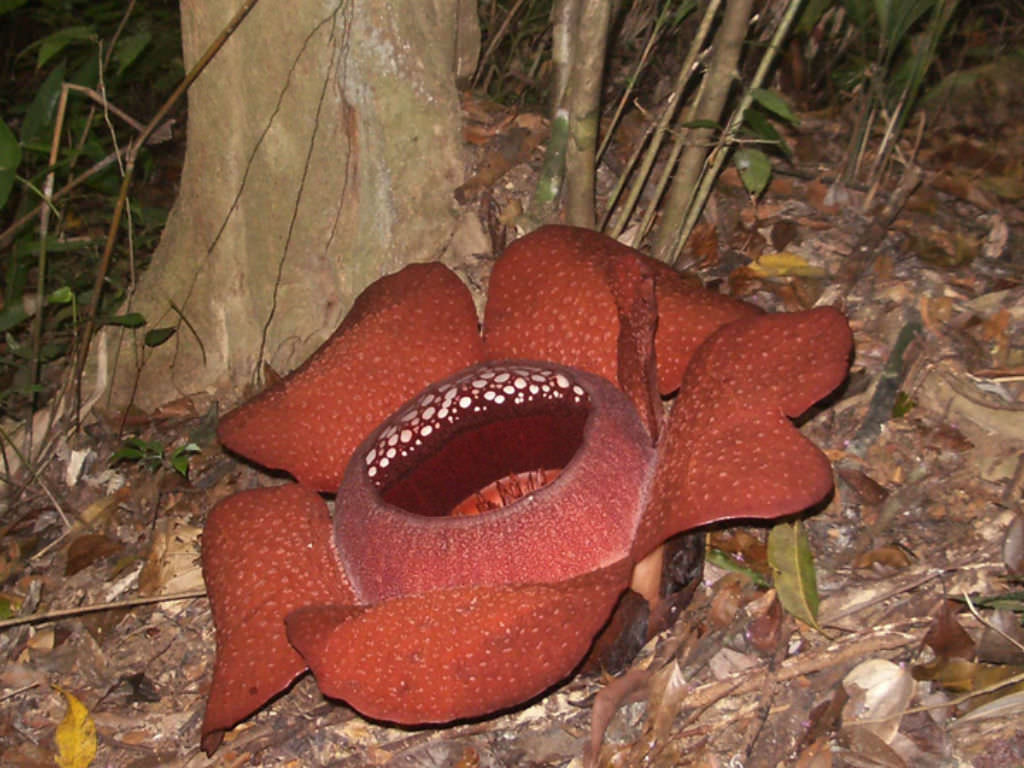 Rafflesia kerrii World of Flowering Plants