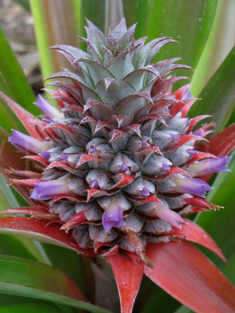 Ananas comosus (Pineapple) World of Flowering Plants
