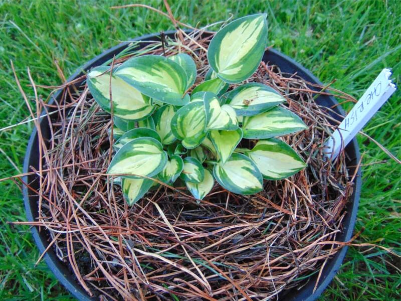 How To Grow Hostas In Pots? World of Garden Plants