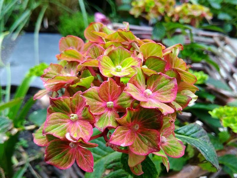 Can Hydrangeas Grow In Clay Soil? World of Garden Plants
