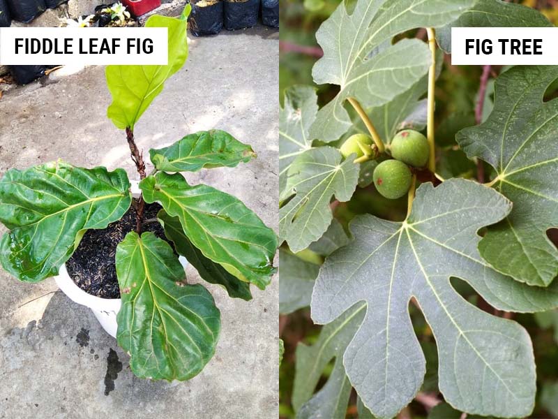 Easy Guide How Long Does a Fiddle Leaf Fig Take to Grow?
