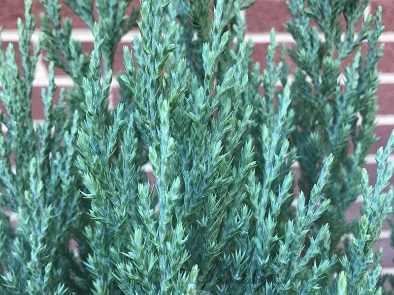 Blue Point Juniper Care Guide World of Garden Plants