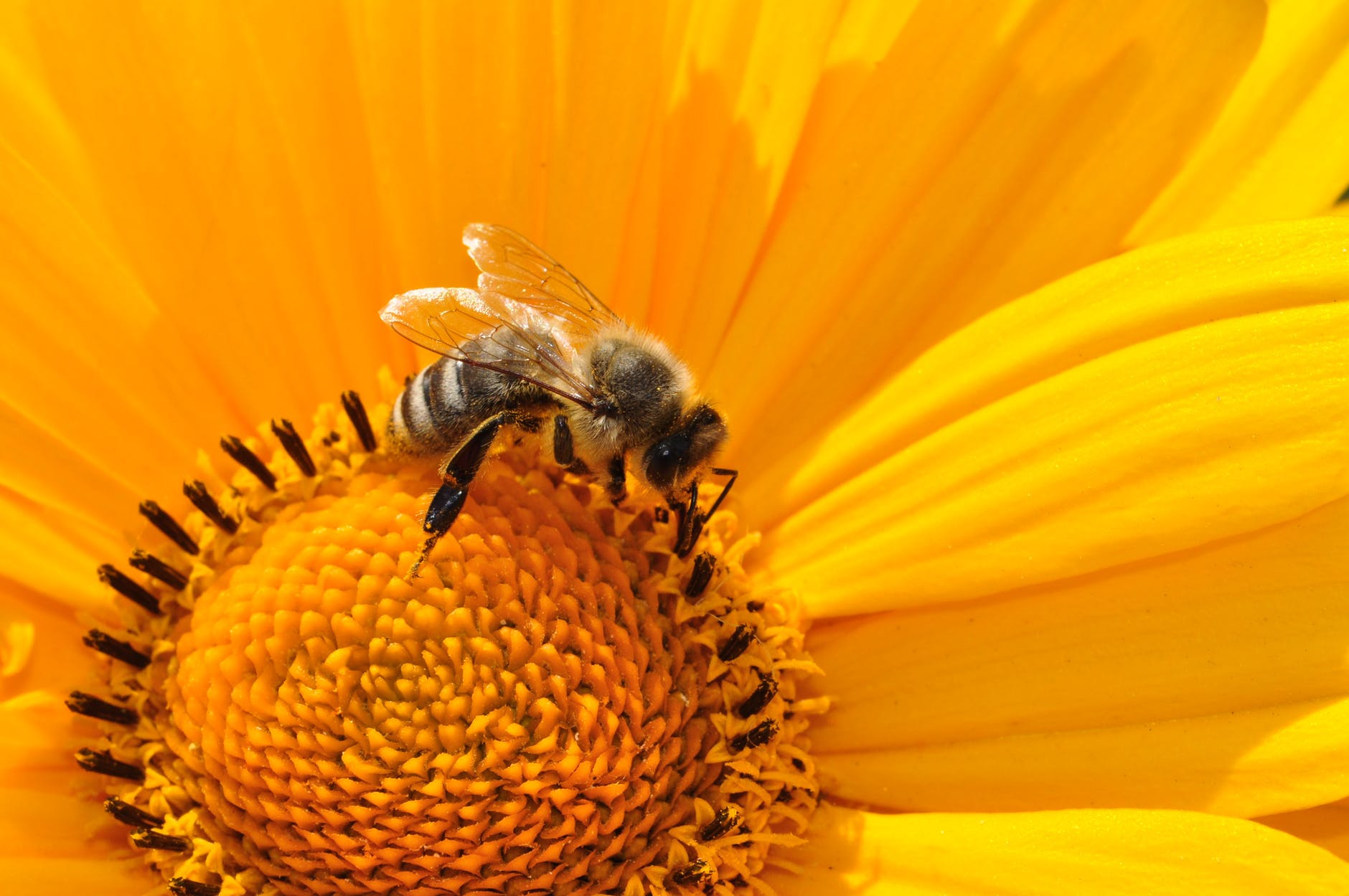 5 Health Benefits of Bee Pollen World of Honey