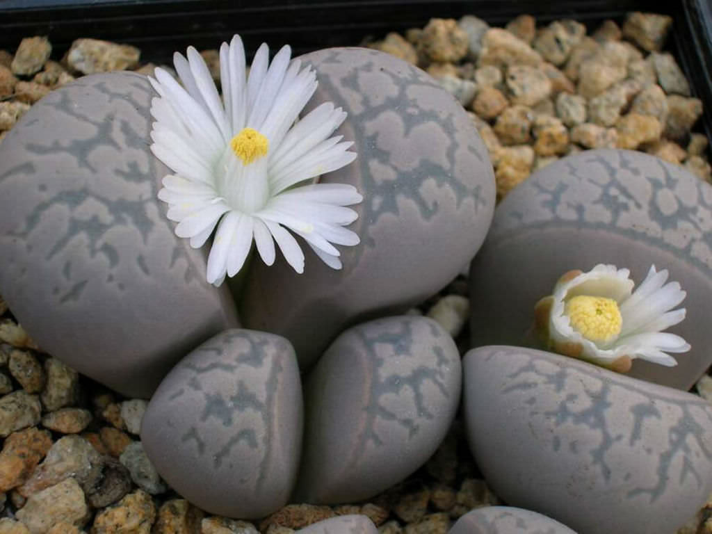 Lithops marmorata Living Stones, Split Rocks World of Succulents