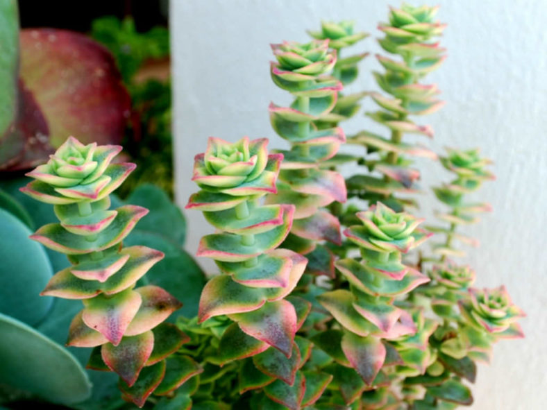 Crassula perforata &lsquo;Variegata&rsquo; (Variegated String of Buttons)