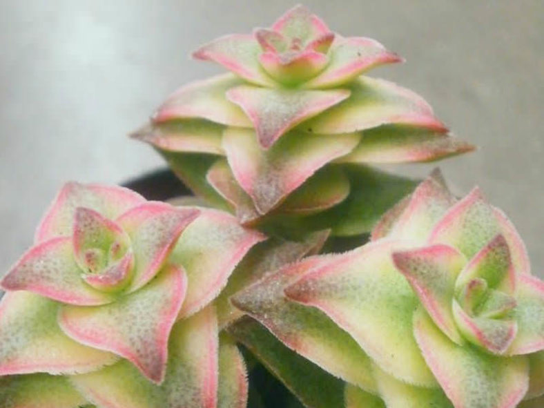 Crassula perforata &lsquo;Variegata&rsquo; (Variegated String of Buttons)