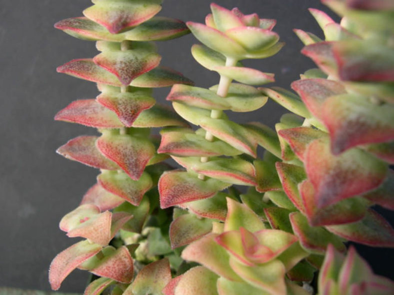 Crassula perforata &lsquo;Variegata&rsquo; (Variegated String of Buttons)