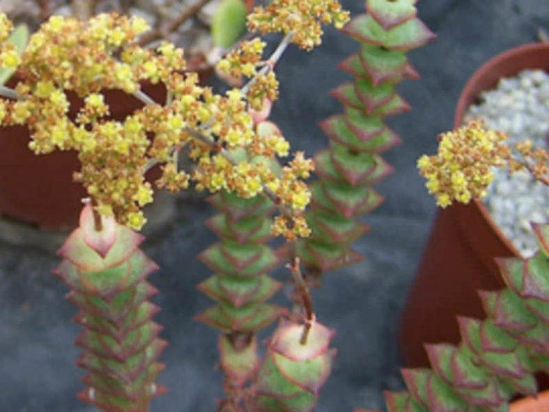 Crassula perforata &lsquo;Variegata&rsquo; (Variegated String of Buttons)