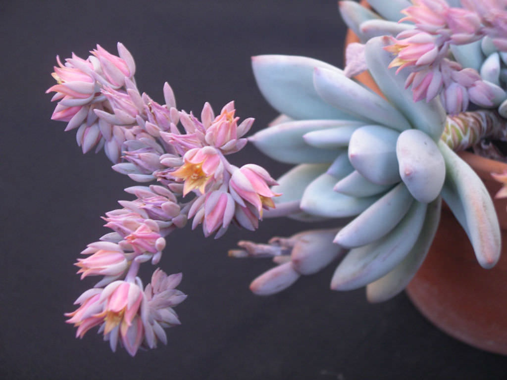 ×Pachyveria 'Powder Puff' World of Succulents