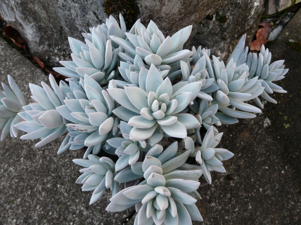 ×Pachyveria 'Powder Puff' World of Succulents