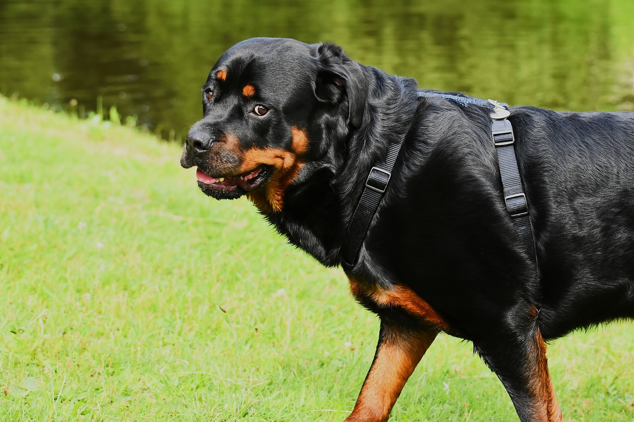 101 Feminine Rottweiler Names + Meanings
