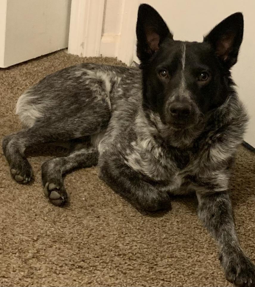 985112012246138 Dog australian cattle dog male United States