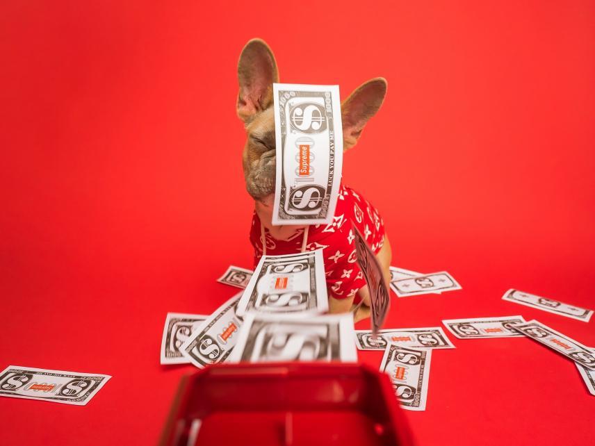 dog tax animal database, animal ID, check microchip