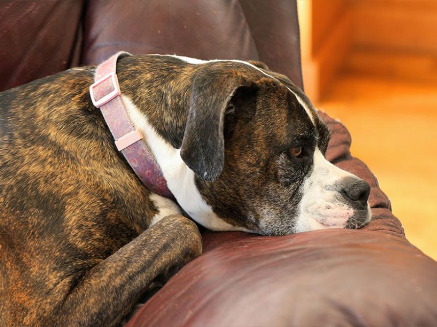 Dog intelligence does your dog understand you?alleviating separation