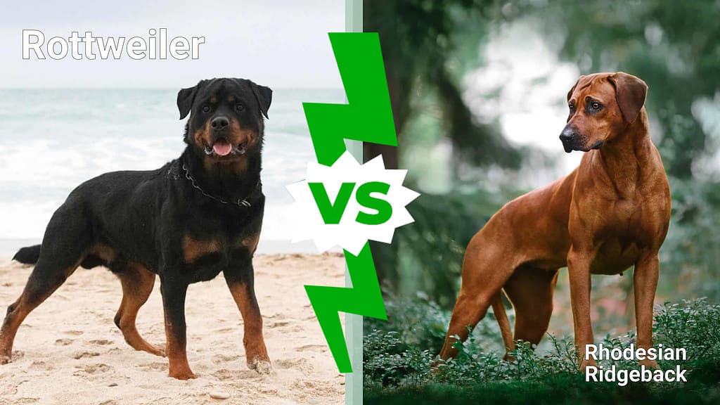 Rottweiler contro Rhodesian Ridgeback 8 differenze chiave