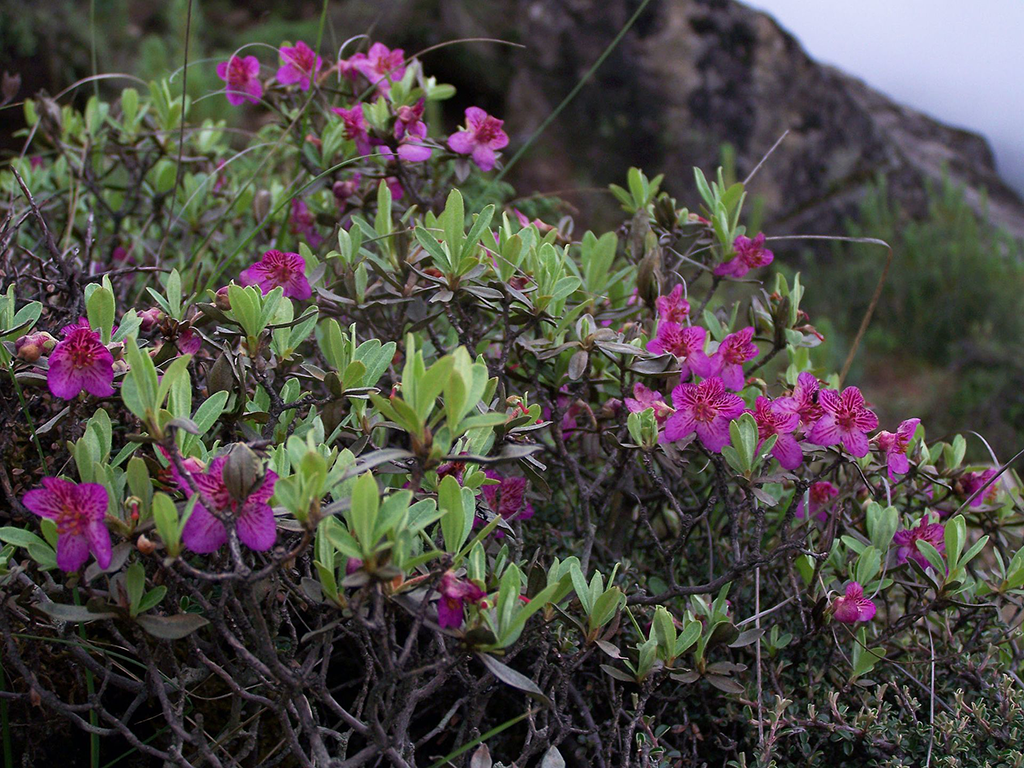 Nepali Flowers