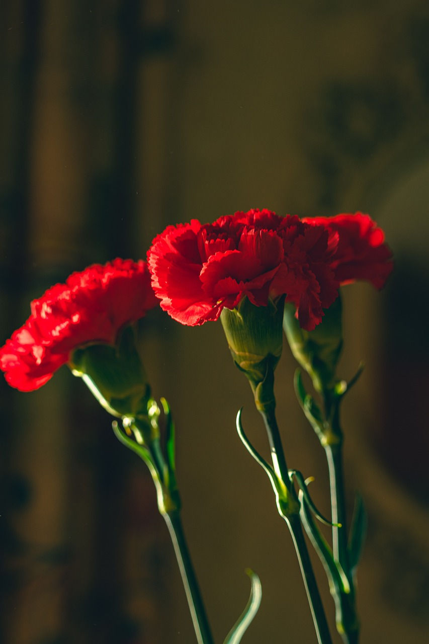 National Flower Of Spain Red Carnation Best Flower Site