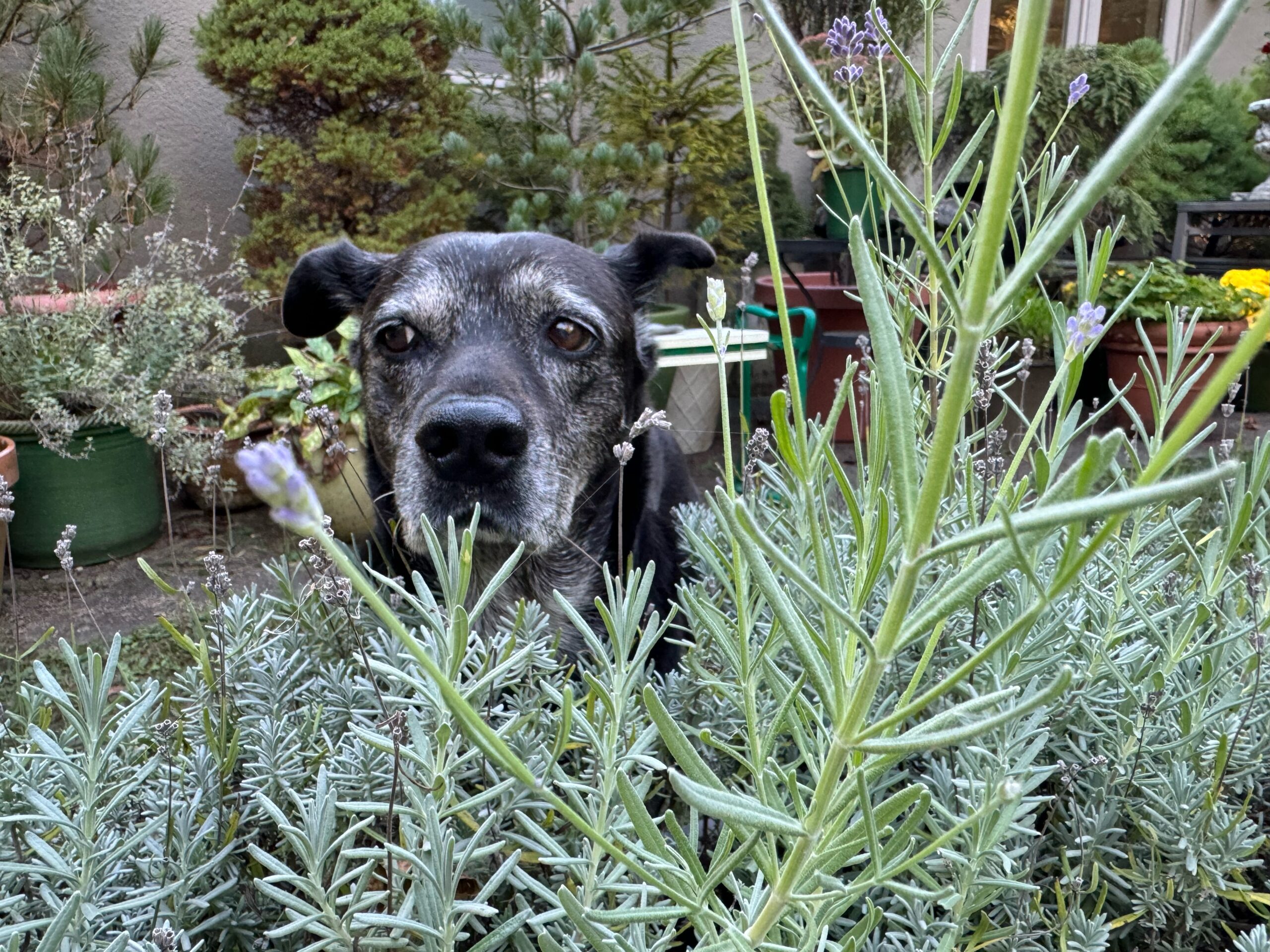 The Healing Instinct Plants, Animal Behavior and the Origins of