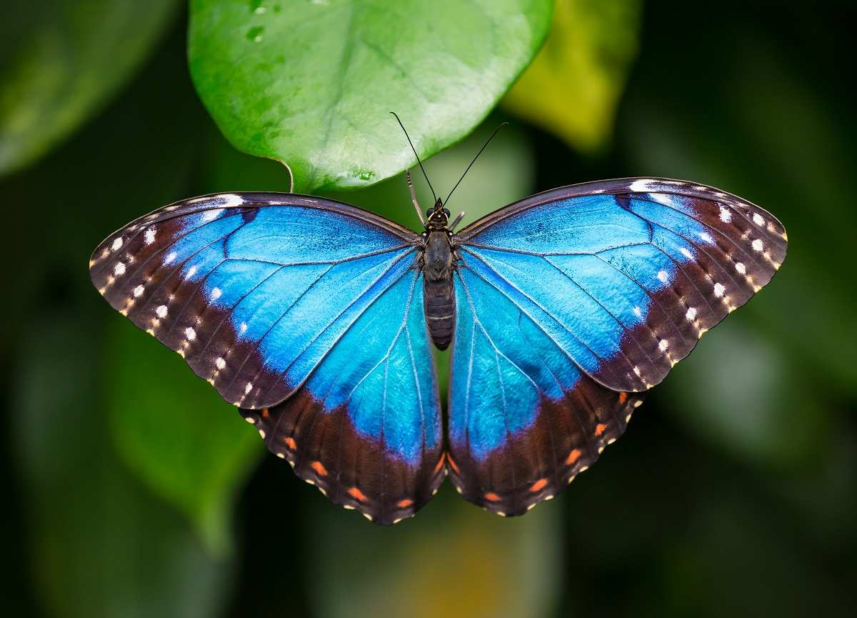 Top 10 Most Beautiful Butterflies In The World World's Top Insider