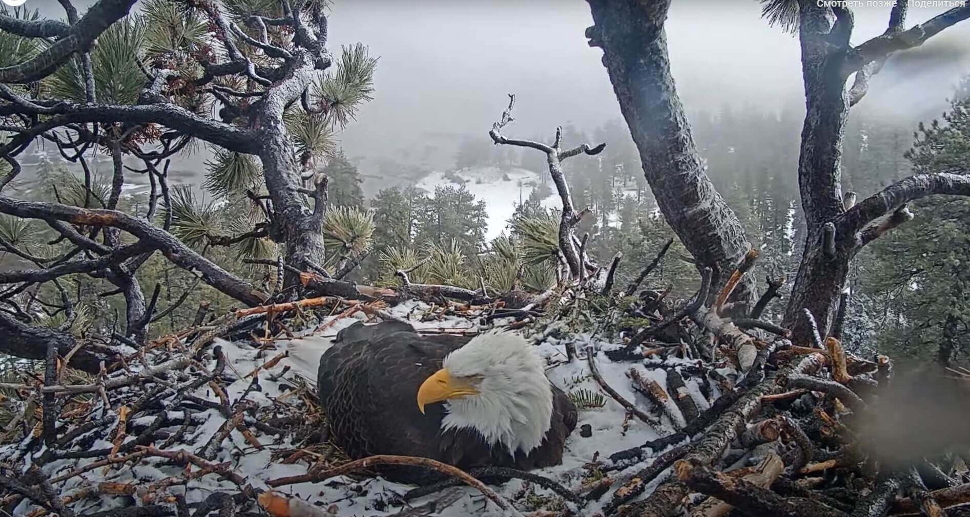 Big Bear Bald Eagle Nest Live cam in USA 🎦