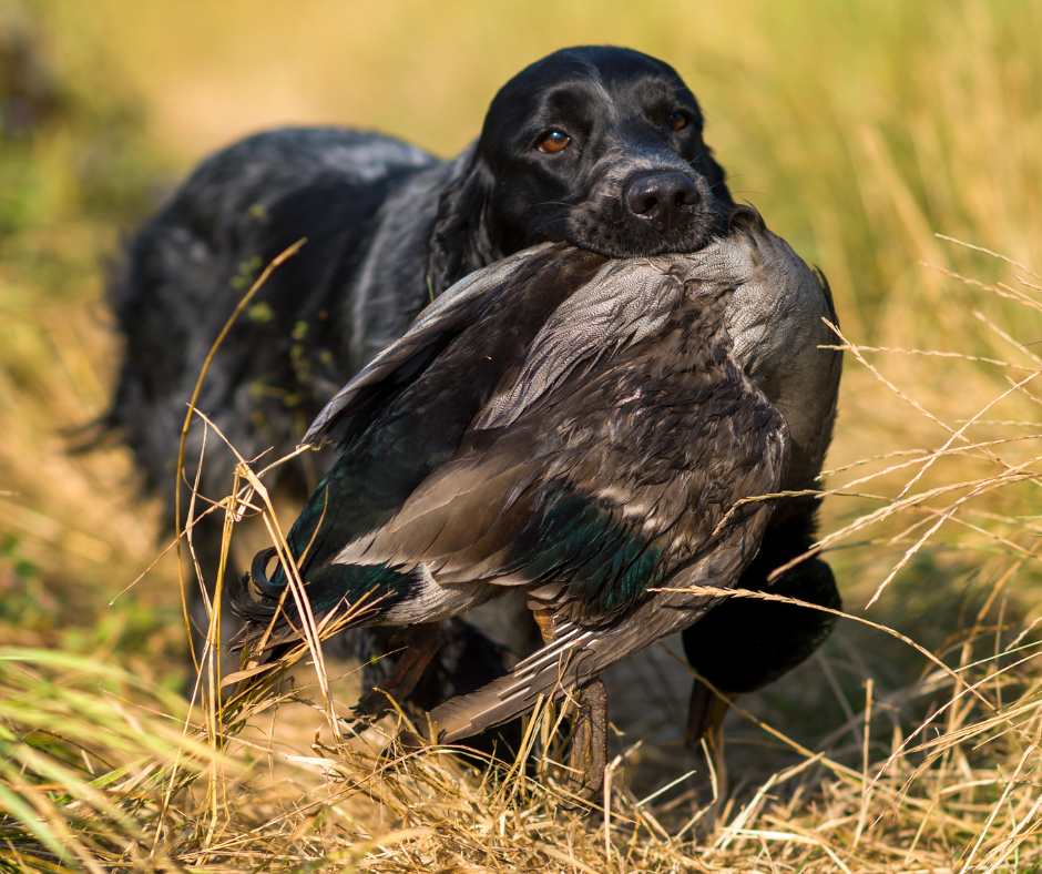 Cocker spaniele, obrona zasobów, rage syndrome. Wyjaśniam mity