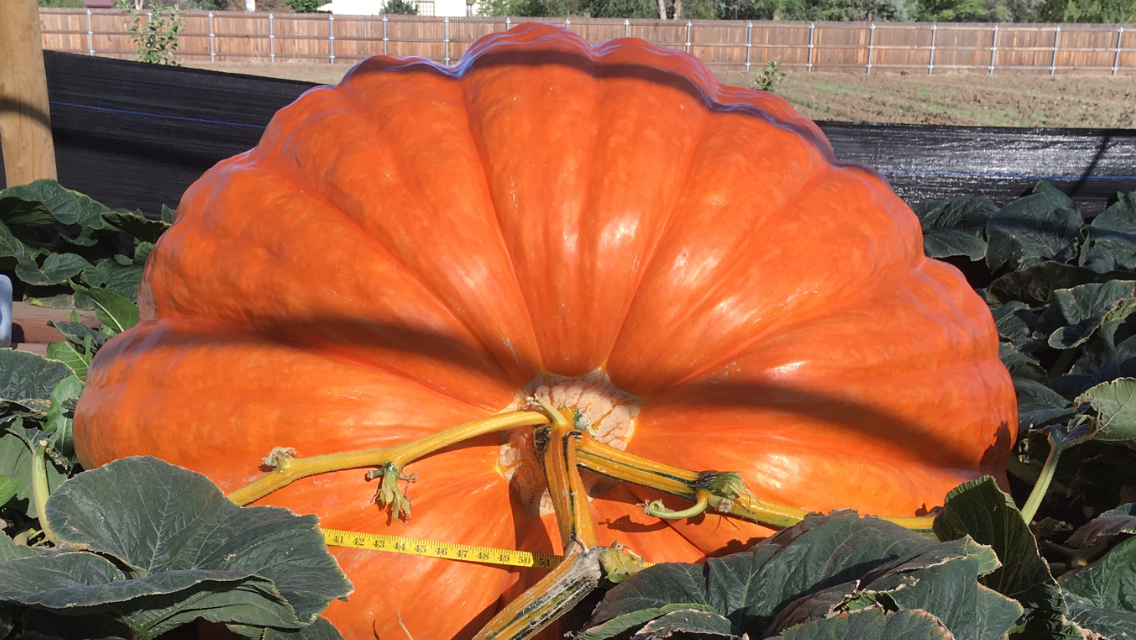 Atlantic giant Worldwide Giant Growers