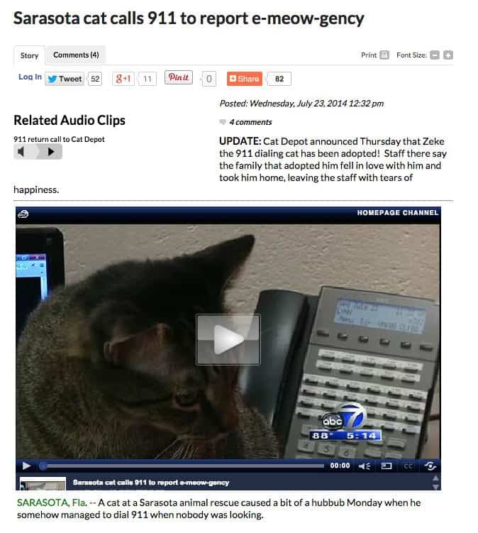 24 Cat News Headlines That Are Way Too Purrfect (GALLERY)
