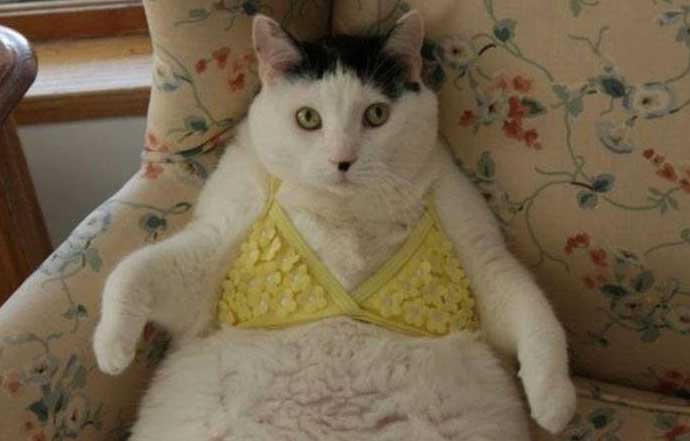 Cats Wearing Lingerie (GALLERY)