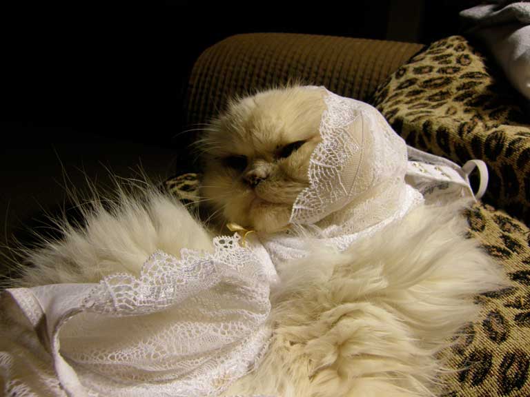 Cats Wearing Lingerie (GALLERY)