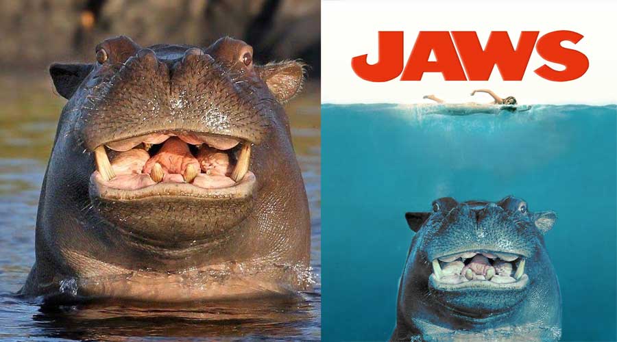 Battle Smiling Hippo With its Head Above Water (GALLERY) WWI