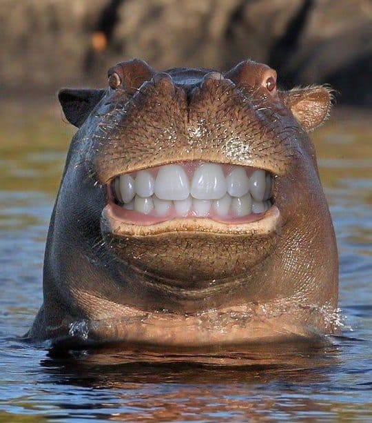 Battle Smiling Hippo With its Head Above Water (GALLERY) WWI